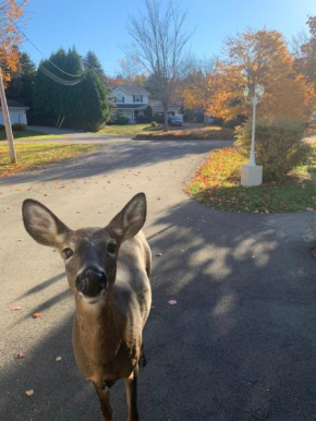 Deer Paradise in Quispamsis near Saint John